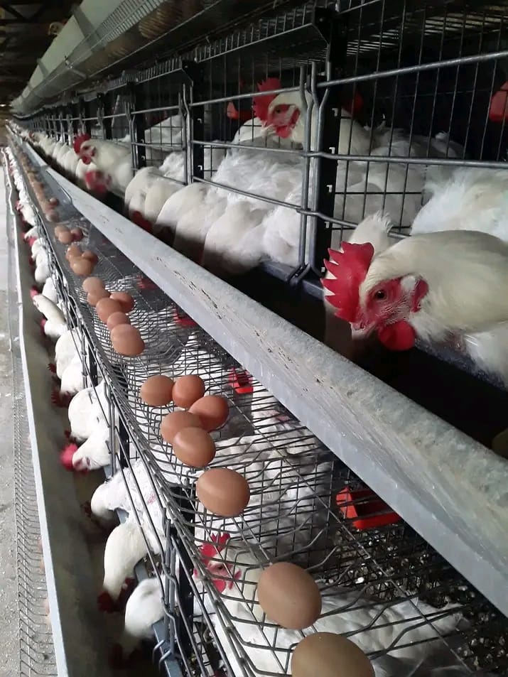 Holding Eggs%20Poultry%20Farm
